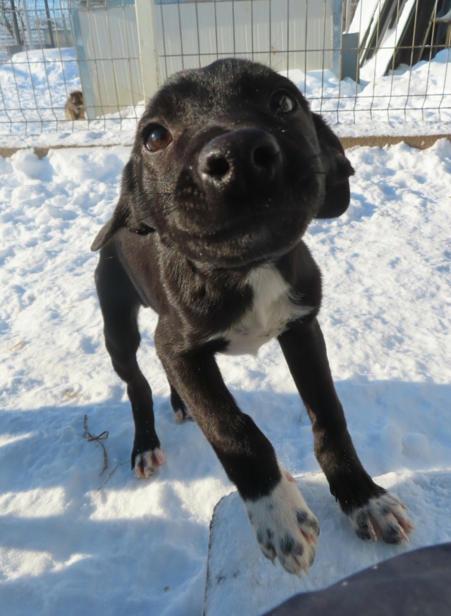 TIBOU (ex MAJOR) - chiot mâle, de petite taille à l'âge adulte - né environ en septembre 2023 - (Centre RM Pascani en Roumanie) - en FA chez Aurélia (21) - Adopté par Frédérique (21)  Major_24