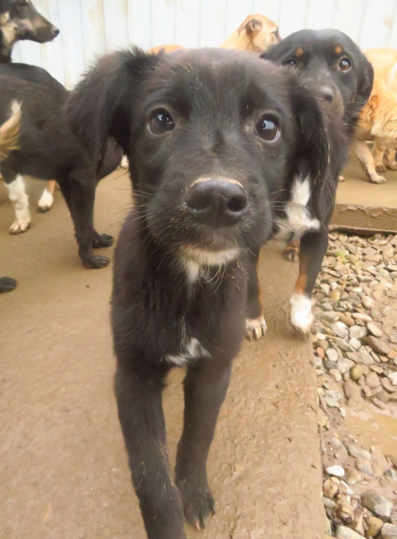 MALONE - chiot mâle, de taille moyenne à l'âge adulte - né environ en août 2022 - REMEMBER ME LAND - Adopté par Chloe et Gabriel (29)  Malone11