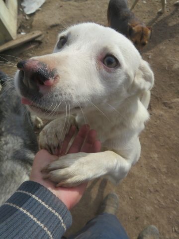 EKO (ex MARIN) - mâle, typé husky, de taille moyenne - né environ en novembre 2021 - REMEMBER ME LAND - En FA chez Geneviève (74) - Adopté par James et Morgane (01)  Marin_19