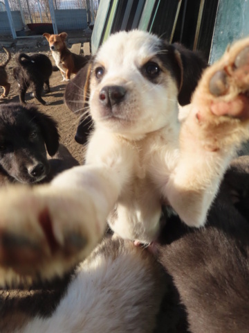 MILO (ex MARIUS) - chiot mâle, de petite taille à l'âge adulte - né environ en septembre 2023 - (Centre RM Pascani en Roumanie) - Adopté par Jérémie (22)  Marius16