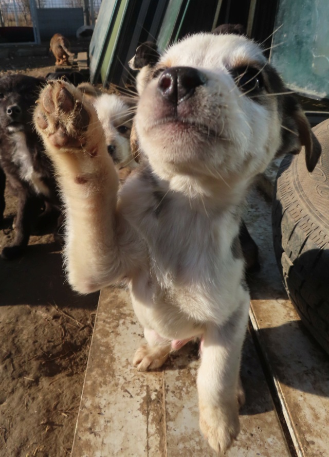 MILO (ex MARIUS) - chiot mâle, de petite taille à l'âge adulte - né environ en septembre 2023 - (Centre RM Pascani en Roumanie) - Adopté par Jérémie (22)  Marius22