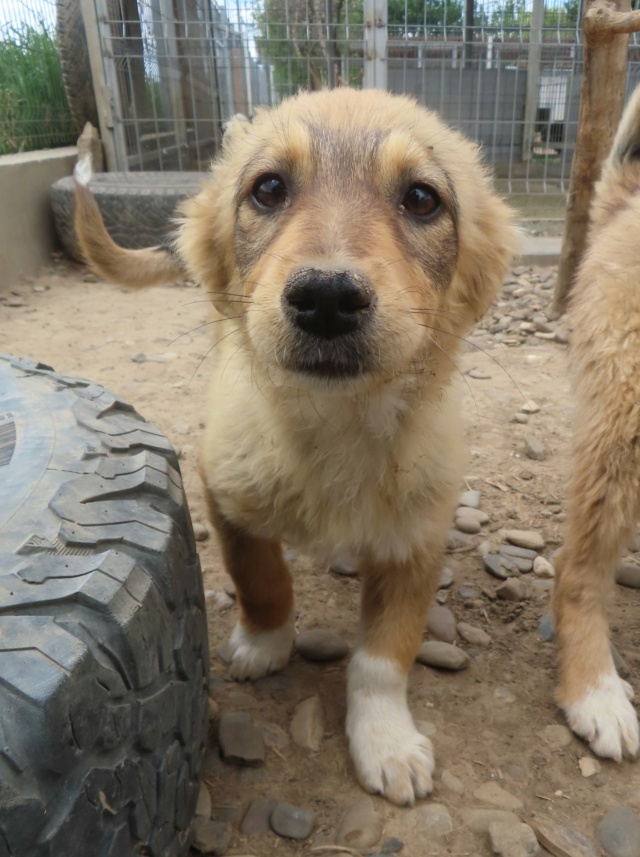 MARSALIE - chiot femelle, typée corgi, de taille moyenne à l'âge adulte - née environ en janvier 2024 - REMEMBER ME LAND - Adoptée par Juliane (67)  Marsal14