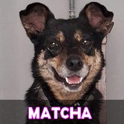 Association Remember Me France : sauver et adopter un chien roumain Matcha13