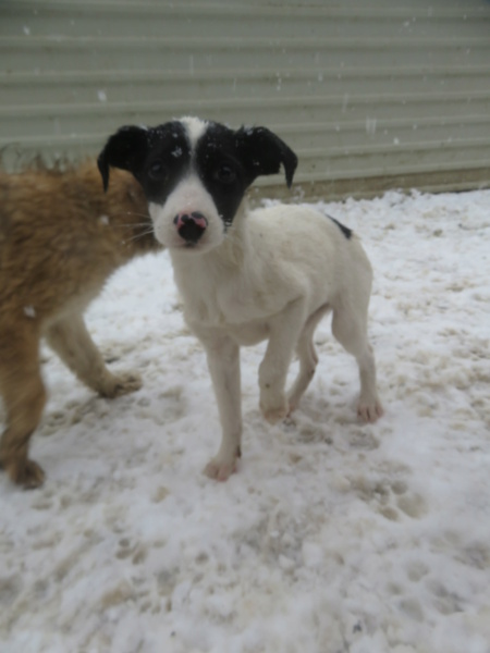 MAURICETTE - chiot femelle, de taille moyenne à l'âge adulte - née environ en août 2022 - REMEMBER ME LAND - Adoptée par Laura (6120 - Belgique)  Mauric16