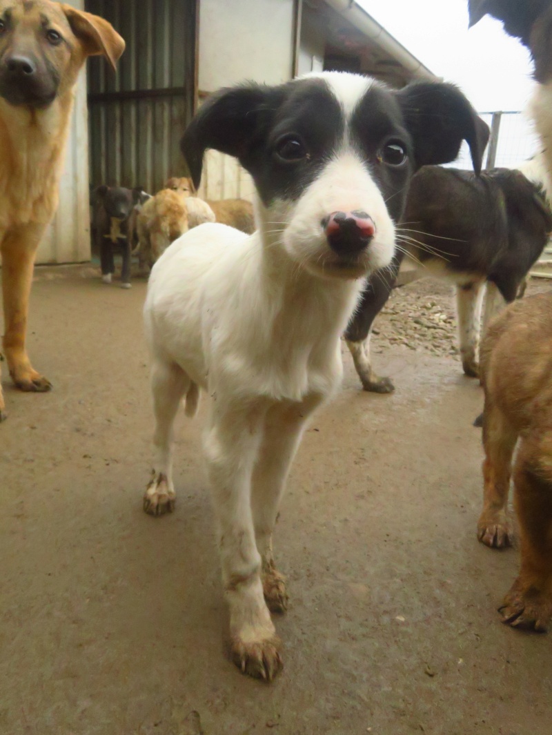 MAURICETTE - chiot femelle, de taille moyenne à l'âge adulte - née environ en août 2022 - REMEMBER ME LAND - Adoptée par Laura (6120 - Belgique)  Mauric21