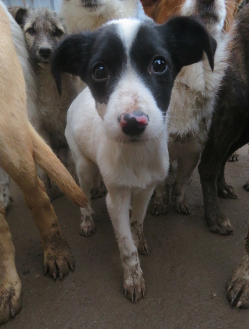 MAURICETTE - chiot femelle, de taille moyenne à l'âge adulte - née environ en août 2022 - REMEMBER ME LAND - Adoptée par Laura (6120 - Belgique)  Mauric24