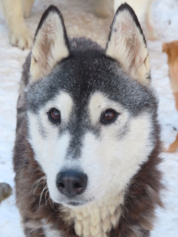 FREYJA (ex MAYA2) - femelle, typée husky sibérien, de taille moyenne - née environ en novembre 2021 - REMEMBER ME LAND - Adoptée par Charlotte (56)  Maya_129