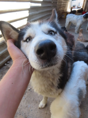 MAYA - femelle husky sibérien, de taille moyenne - née environ en décembre 2017 - REMEMBER ME LAND - Adoptée par Carole (57) Maya_311