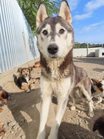 FREYJA (ex MAYA2) - femelle, typée husky sibérien, de taille moyenne - née environ en novembre 2021 - REMEMBER ME LAND - Adoptée par Charlotte (56)  Maya_412