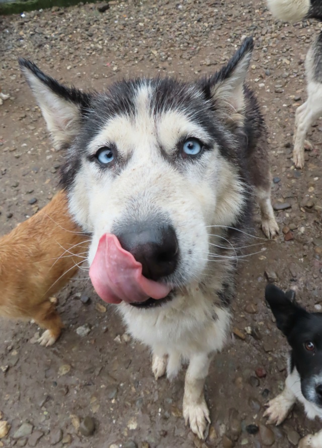 MAYA - femelle husky sibérien, de taille moyenne - née environ en décembre 2017 - REMEMBER ME LAND - Adoptée par Carole (57) Maya_610