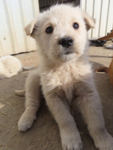 LASSIE (ex MAZETTE) - chiot femelle, de taille moyenne à l'âge adulte - née environ en janvier 2024 - adoptée par Melissane (35) Mazett11