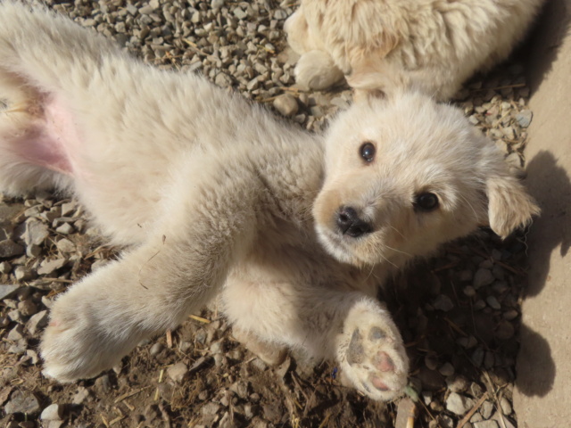 LASSIE (ex MAZETTE) - chiot femelle, de taille moyenne à l'âge adulte - née environ en janvier 2024 - adoptée par Melissane (35) Mazett15