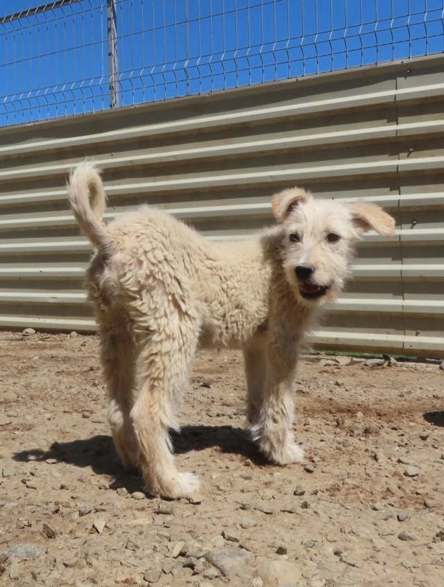 LASSIE (ex MAZETTE) - chiot femelle, de taille moyenne à l'âge adulte - née environ en janvier 2024 - adoptée par Melissane (35) Mazett26