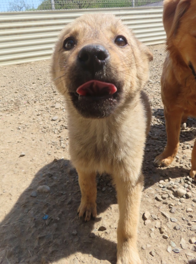 mehari - MEHARI - chiot femelle, de taille moyenne à l'âge adulte - née environ en janvier 2024 - REMEMBER ME LAND / RESERVEE ADOPTION PAR Julie (54) Mehari14