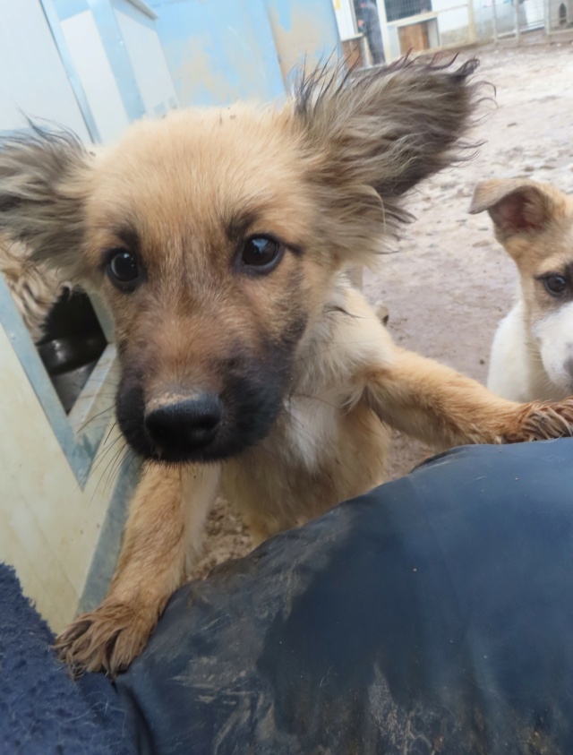 MERIBEL - chiot femelle, de taille petite à moyenne à l'âge adulte - née environ en août 2023 - REMEMBER ME LAND - Adoptée par Claire (26)  Meribe24