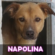 Les chiens en captivité depuis 4 ans en un clin d'oeil - MISE A JOUR MARS 2024 Napoli12