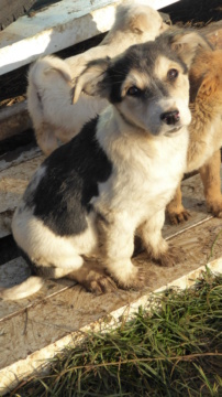 POPPY (ex NAZUNA) - chiot femelle, de taille moyenne à l'âge adulte - née environ en août 2022 - REMEMBER ME LAND - Adoptée par Chantal (7181 - Belgique)  Nazuna17