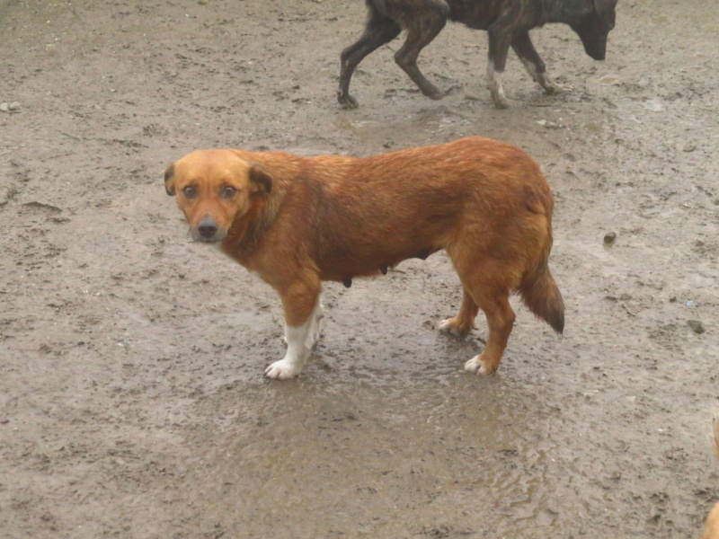 YSIS (ex NELERYS) - femelle, de taille petite à moyenne - née environ en novembre 2015 - REMEMBER ME LAND - Adoptée par Chantal (69) Nelery18