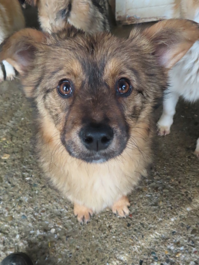 ROMY (ex NENETTE) - chiot femelle, de taille petite à moyenne à l'âge adulte - née environ en novembre 2023 - REMEMBER ME LAND - Adoptée par Emma (33)  Nenett20