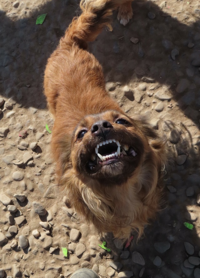 WOODY (ex NEW YORK) - mâle, de petite taille - né environ en janvier 2021 - REMEMBER ME LAND - Adopté par Justine (69) New_yo25