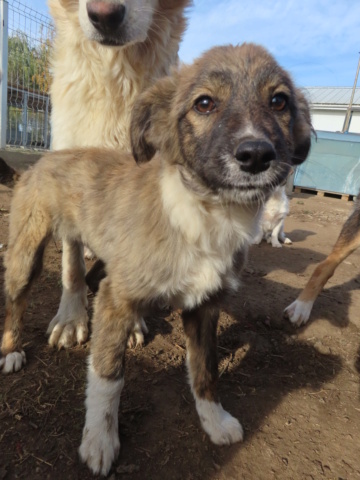 ALUNA (ex NOISETTINE) - chiot femelle, de taille moyenne à l'âge adulte - née environ en juillet 2023 - (Centre RM Pascani en Roumanie) - Adoptée par Clément et Maxime (69) Noiset23