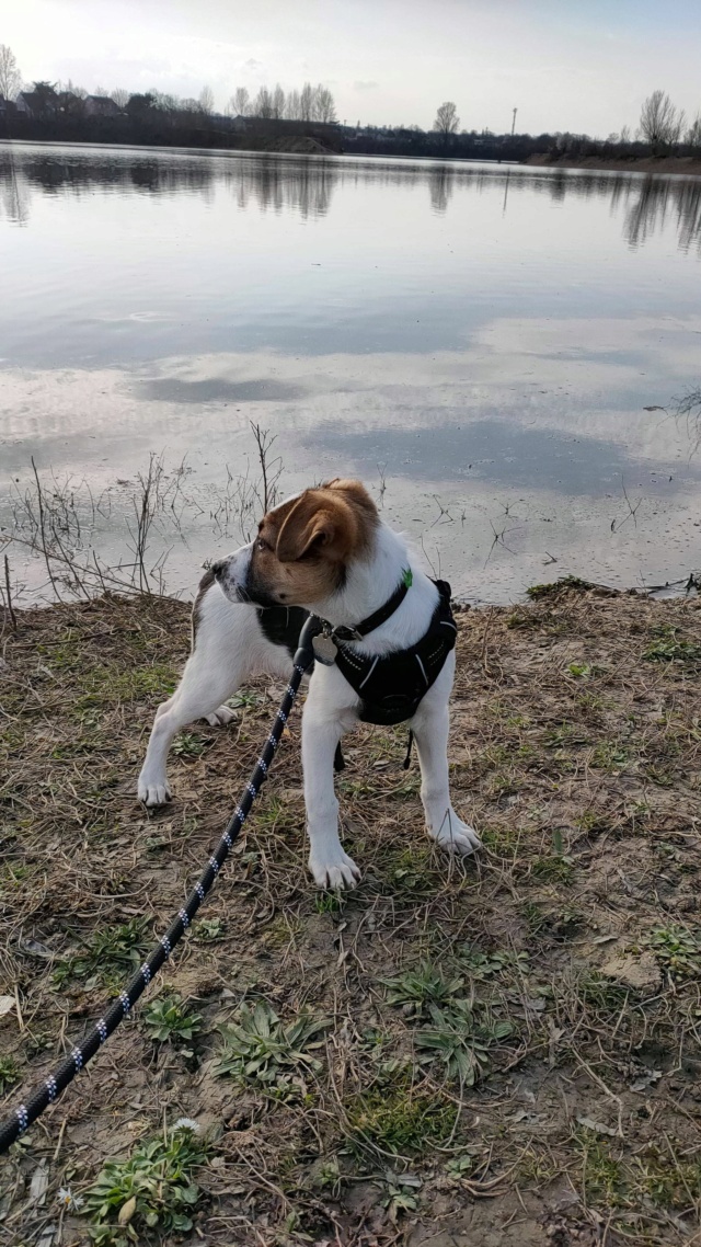 NOODLE - chiot femelle, de taille petite à moyenne à l'âge adulte - née octobre 2020 - REMEMBER ME LAND - Adoptée par Peggy (78) Noodle16