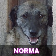Association Remember Me France : sauver et adopter un chien roumain Norma13