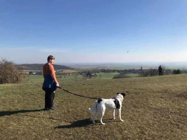 LILY (ex NORMANDY) - femelle, de taille moyenne, née environ en mai 2017 - de retour à l'adoption avec risque d'euthnasie- Adopté par Marcel (57)   - Page 4 Norman10