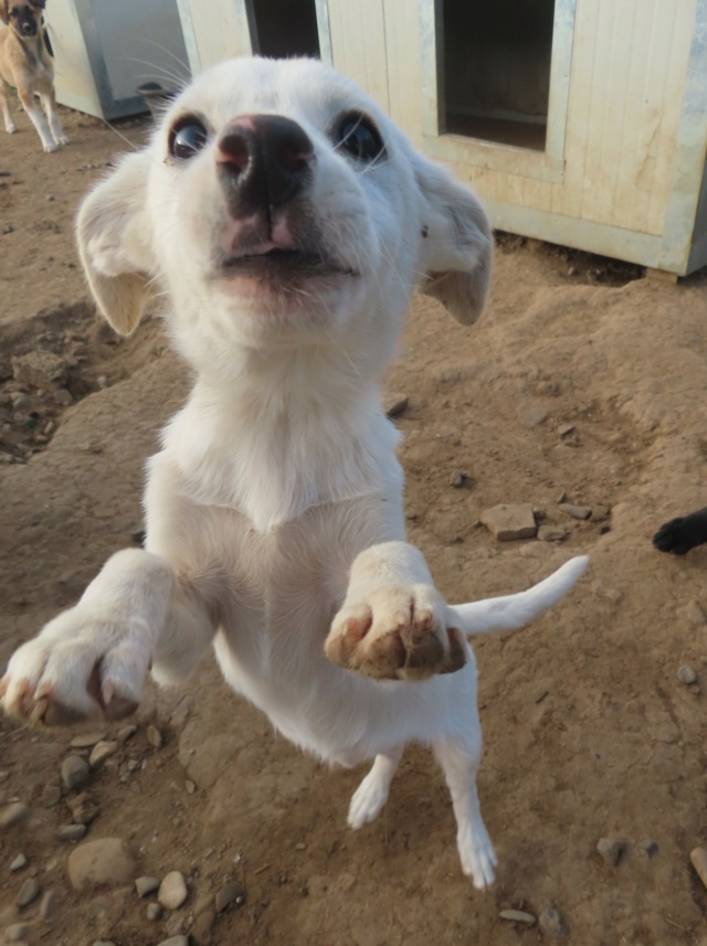 OAKA - chiot femelle, de taille moyenne à l'âge adulte - née environ en juillet 2023 - REMEMBER ME LAND - Adoptée par Amanda (1060 - Belgique)  Oaka_114