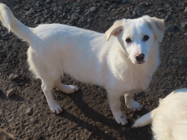 OAKA - chiot femelle, de taille moyenne à l'âge adulte - née environ en juillet 2023 - REMEMBER ME LAND - Adoptée par Amanda (1060 - Belgique)  Oaka_122