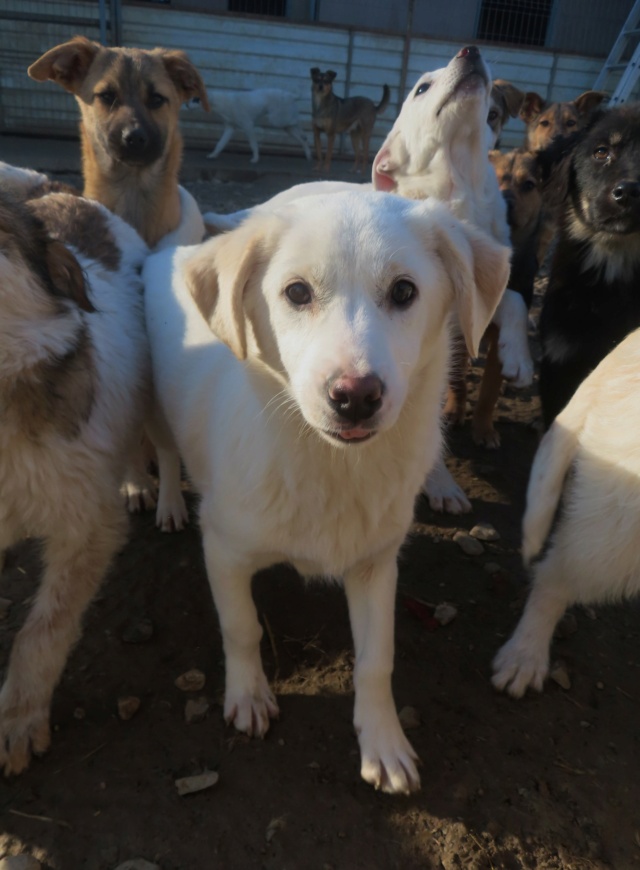 OAKA - chiot femelle, de taille moyenne à l'âge adulte - née environ en juillet 2023 - REMEMBER ME LAND - Adoptée par Amanda (1060 - Belgique)  Oaka_811