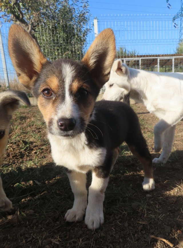 DOLLY PARTON (ex OCTAVIA) - chiot femelle, de petite taille à l'âge adulte - née environ en juillet 2023 - (Centre RM Pascani en Roumanie) - Adoptée par Coralie (06) Octavi15