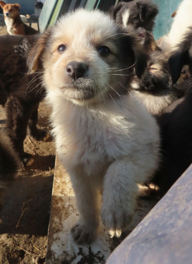 OKAPI - chiot mâle, de petite taille à l'âge adulte - né environ en septembre 2023 - (Centre RM Pascani en Roumanie) - Adopté par Noémie et Pierre (42) Okapi_14