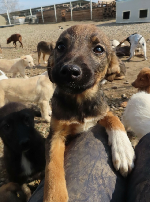 IUBI (ex OREL) - chiot femelle, de taille moyenne à grande à l'âge adulte - née environ en janvier 2023 - (Centre RM Pascani en Roumanie) - Adoptée par Gabrielle (62) Orel_210