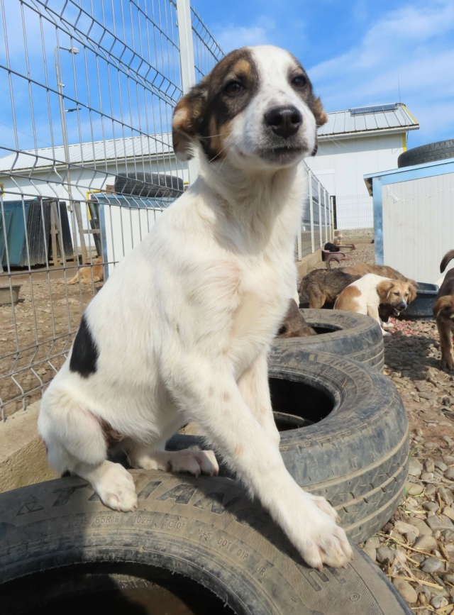 OURÉA - chiot femelle, de taille moyenne à grande à l'âge adulte - née environ en janvier 2023 - (Centre RM Pascani en Roumanie) - en FA chez Adeline (57) - ADOPTEE PAR ADELINE (57) Ourea_23