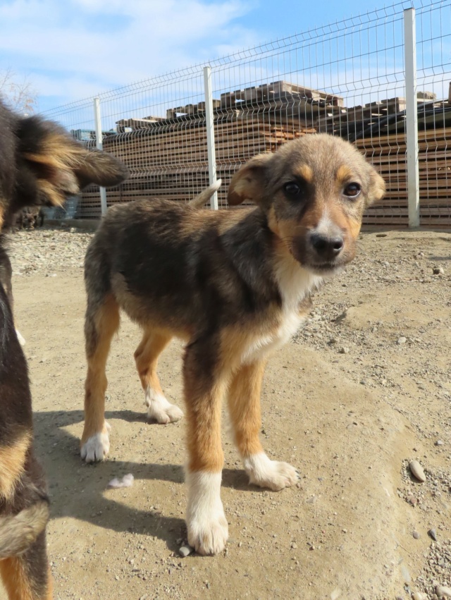 OURIA - chiot femelle, de taille moyenne à grande à l'âge adulte - née environ en janvier 2023 - (Centre RM Pascani en Roumanie) - Adoptée par Alain (12) Ouria_17