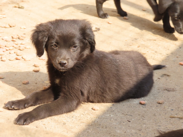 MADI (ex PANACHE) - chiot femelle, de petite taille à l'âge adulte - née environ en juillet 2023 - REMEMBER ME LAND - Adoptée par Géraldine (27)  Panach17