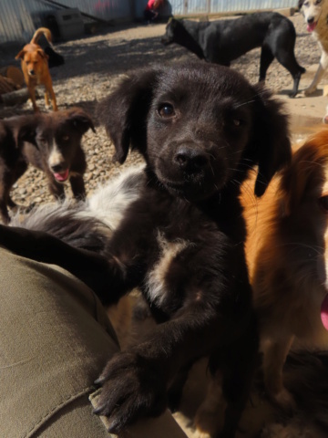 MADI (ex PANACHE) - chiot femelle, de petite taille à l'âge adulte - née environ en juillet 2023 - REMEMBER ME LAND - Adoptée par Géraldine (27)  Panach18