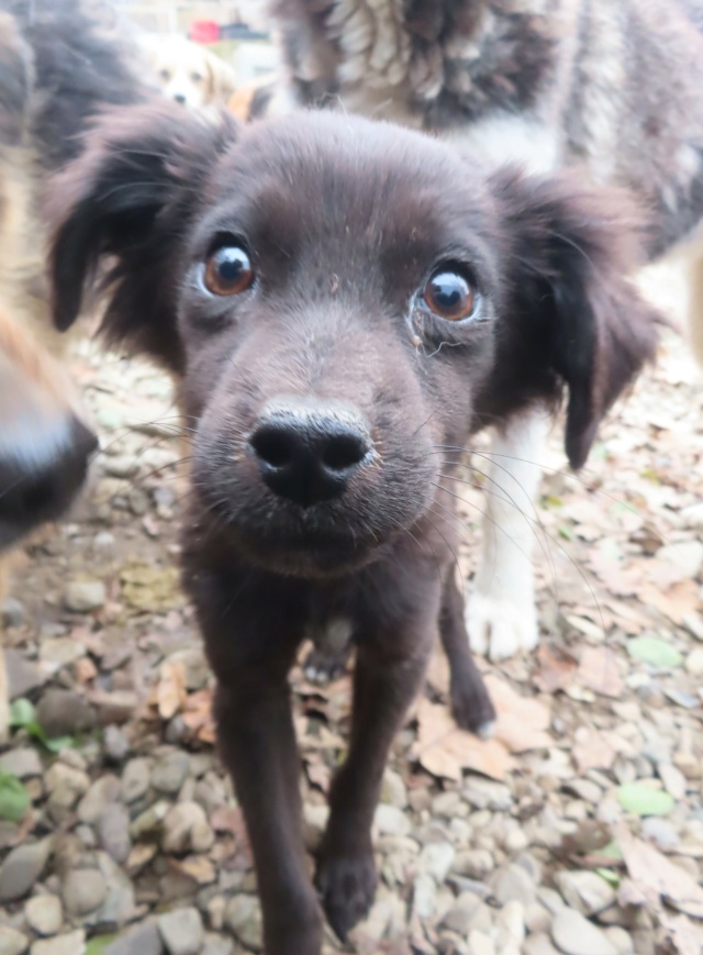 MADI (ex PANACHE) - chiot femelle, de petite taille à l'âge adulte - née environ en juillet 2023 - REMEMBER ME LAND - Adoptée par Géraldine (27)  Panach30