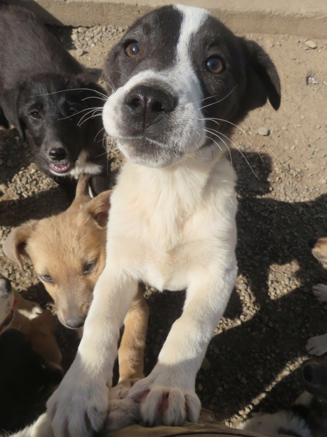 PANCY - chiot femelle, de taille moyenne à l'âge adulte - née environ en décembre 2023 - REMEMBER ME LAND Réservée Adoption par Anne (6760 - Belgique)  Pancy_31