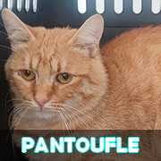 Nos chats en un clin d'oeil - Mise à jour MARS 2024 Pantou11