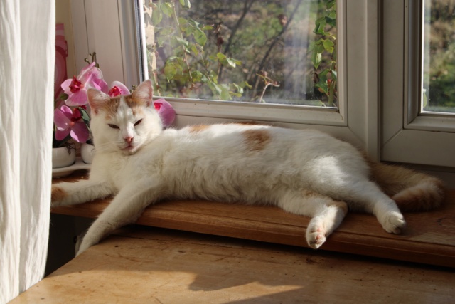 PAPAIA - chat mâle, né environ en avril 2020 - À la clinique de Lucian (Roumanie) - REMEMBER ME LAND - Adopté par Sophie (39) Papaya10