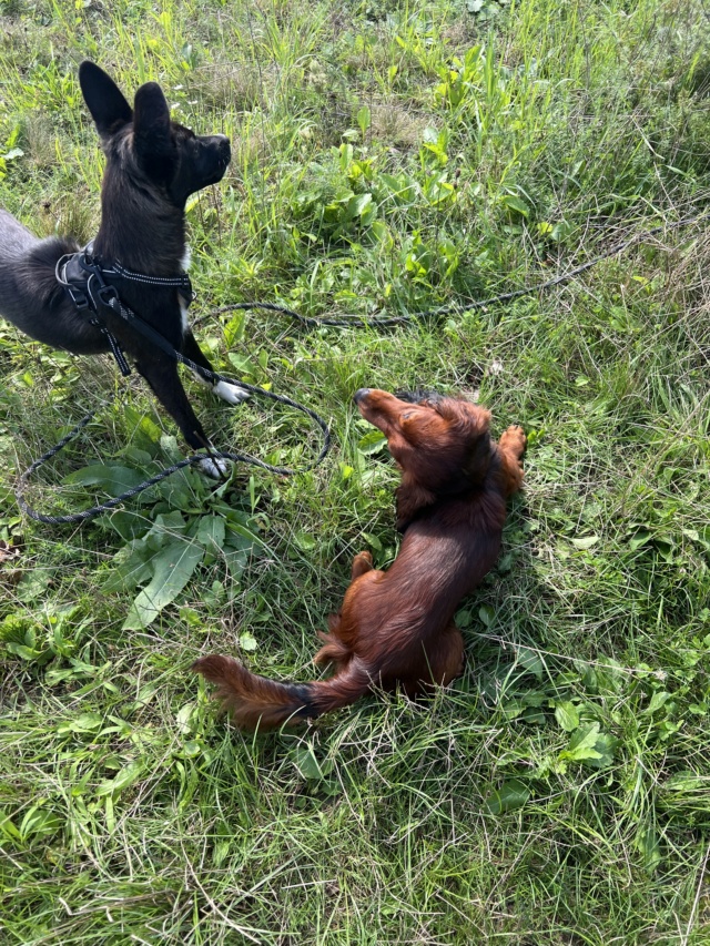 POPPY (ex MALINKA) - chiot femelle, de taille moyenne à l'âge adulte - née environ en février 2023 - Au refuge chez Gina à Tergu Neamt (Roumanie) - Adoptée par Véronique (88) Partie12