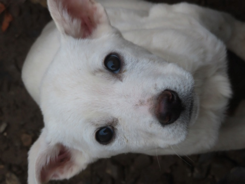 JESSY (ex PEGGY) - chiot femelle, de taille moyenne à l'âge adulte - née environ en août 2023 - REMEMBER ME LAND - Adoptée par Caroline (29) Peggy_12