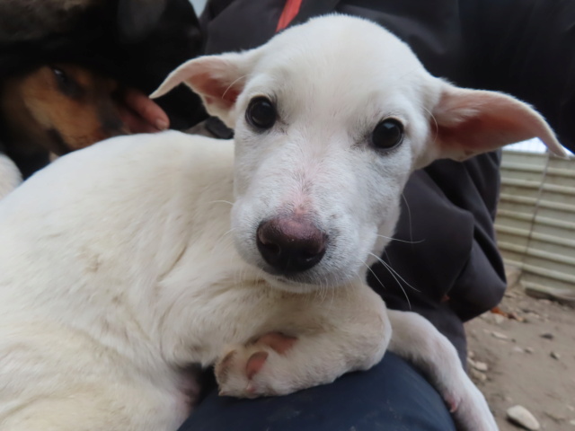 JESSY (ex PEGGY) - chiot femelle, de taille moyenne à l'âge adulte - née environ en août 2023 - REMEMBER ME LAND - Adoptée par Caroline (29) Peggy_14