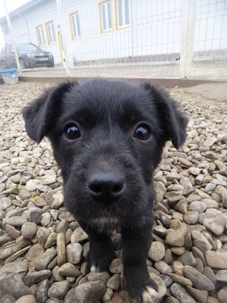 PENNSYLVANIA - chiot femelle, de taille petite à moyenne à l'âge adulte - née environ en octobre 2022 - (Centre RM Pascani en Roumanie) - DECEDEE Pennsy11