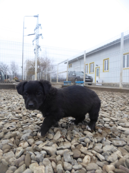 PENNSYLVANIA - chiot femelle, de taille petite à moyenne à l'âge adulte - née environ en octobre 2022 - (Centre RM Pascani en Roumanie) - DECEDEE Pennsy12