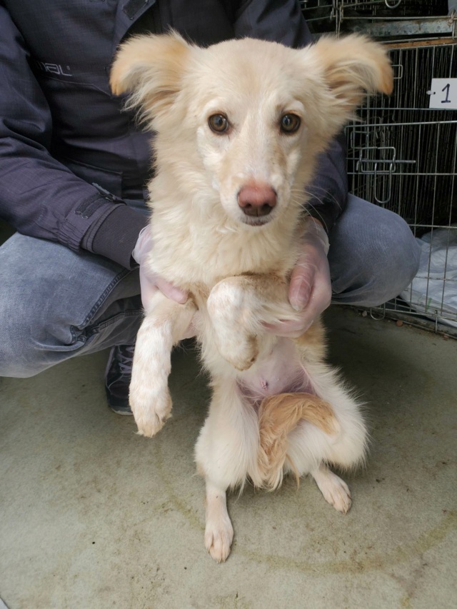 PECHE (ex PENSEE) - chiot femelle , de taille petite à moyenne à l'âge adulte - née environ en juin 2022 - En FA chez Gina à Tergu Neamt (Roumanie) - Adoptée par Elisabeth (1070 - BELGIQUE) Pensee10