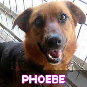 Association Remember Me France : sauver et adopter un chien roumain Phoebe13