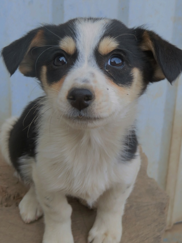 LOAFY (ex PIAA) - chiot femelle, de petite taille à l'âge adulte - née environ en juillet 2023 - REMEMBER ME LAND - Adoptée par Nayana (92) / de retour à l’adoption  - RÉSERVÉE ADOPTION PAR Stéphanie (77)  Piaa_118